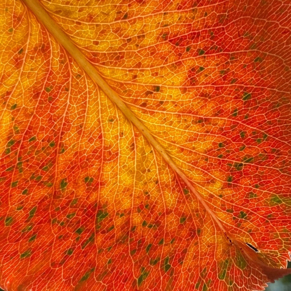 Meet your Posher, Chloe